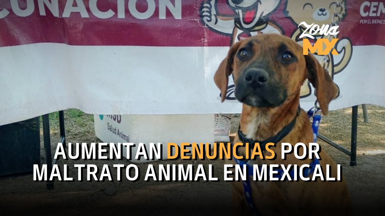 En Mexicali las denuncias por maltrato animal van a la alza donde se reciben hasta 400 denuncias