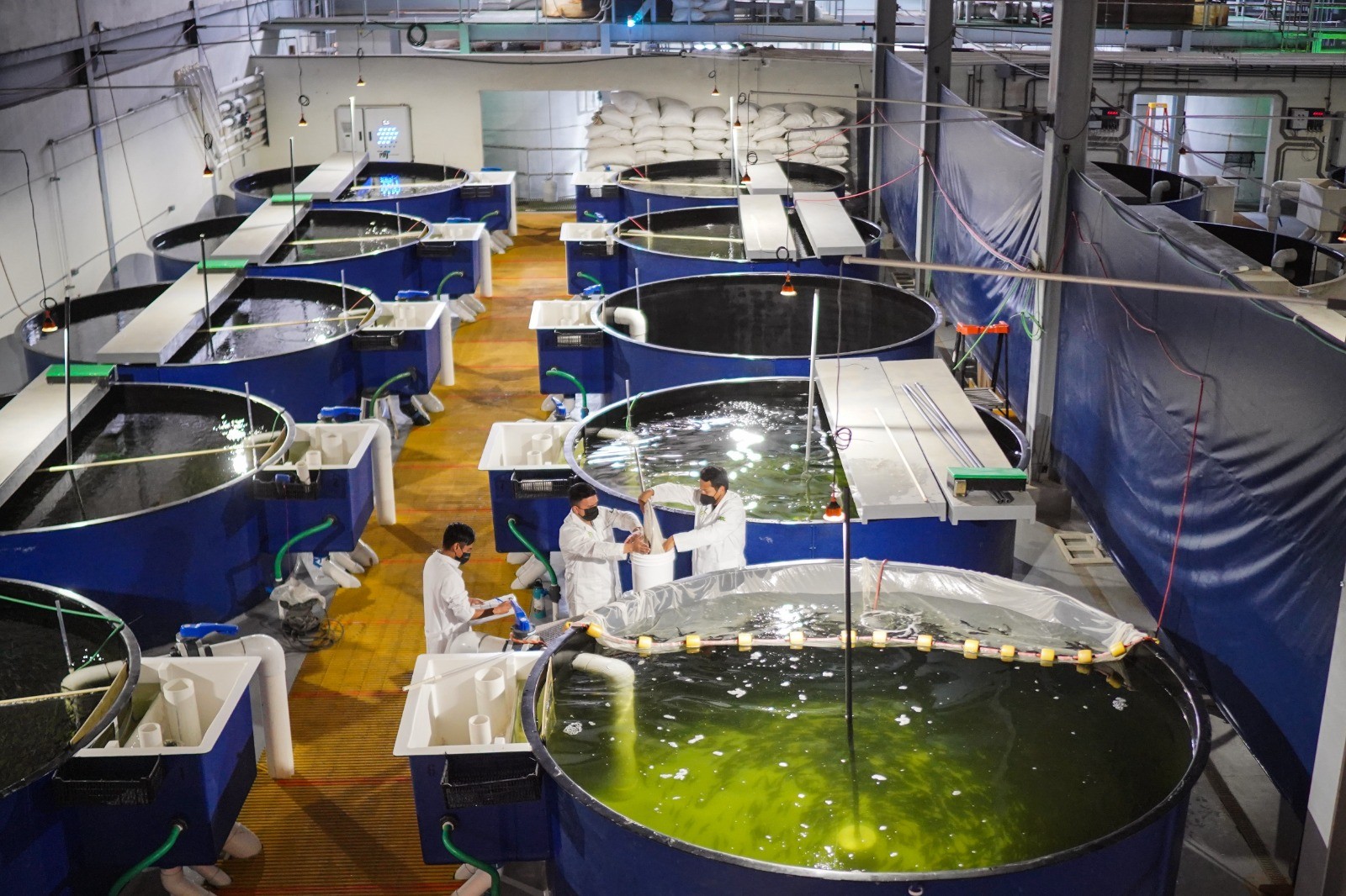 RECONOCE LA UABC AVANCES LEGISLATIVOS EN TORNO AL COMERCIO SUSTENTABLE DE TOTOABA